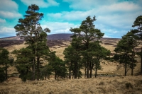03032013-08187-wicklow_mountains